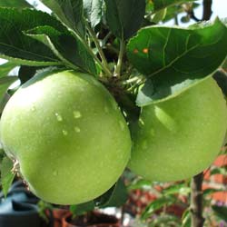 Apple tree 'Granny Smith'